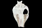 Oreodont (Merycoidodon) Partial Skull - Wyoming #93755-2